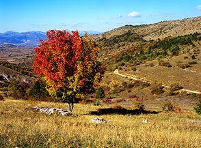 Un piccolo sorbo degli uccellatori, affacciato sulla Valle di Roio, veste il suo abito autunnale.