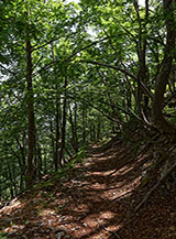 Nella fitta faggeta del Bosco della Lama Bianca.