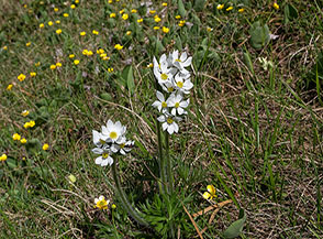 Anemone narcissino (Anemonastrum narcissiflorum L.) in fiore su Cima Vado di Corno.