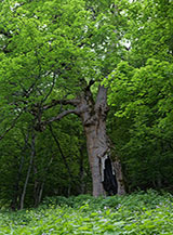 Salutiamo l&rsquo;Acerone, patriarca del Bosco della Lama Nera.