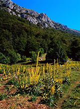 Le gialle spighe del Verbasco o Tasso Barbasso (Verbascum thapsus) adornano un&rsquo;ampia radura prativa lungo il Vallone di Teve.