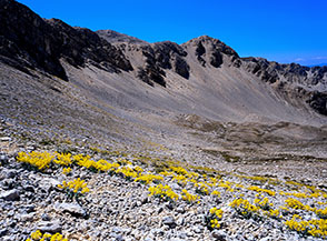 Fioritura di Glasto dell&rsquo;Appennino fra le ghiaie alla testata del Vallone di Teve.