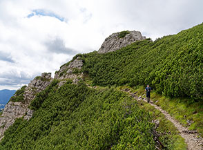 Il sentiero tra i mughi verso la cima del Cornetto di Folgaria.