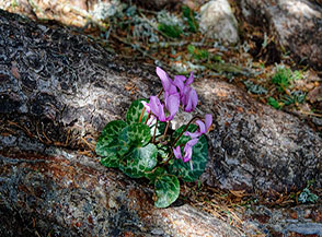 Un grazioso Ciclamino delle Alpi (Cyclamen purpurascens Miller) cresciuto tra le radici di un larice (Val Rossa).