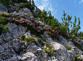 Fioritura di Rododendro rosso o Rosa delle Alpi lungo il sentiero per Monte Cornetto.