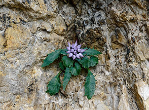 Sembra incredibile che dalla roccia possano sbocciare fiori tanto belli: Raponzolo di roccia o chiomoso (Physoplexis comosa L. Schur) al Sengio Alto.