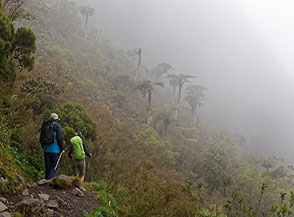 Felci arboree tra la nebbia sul sentiero sotto Col des B&oelig;ufs.