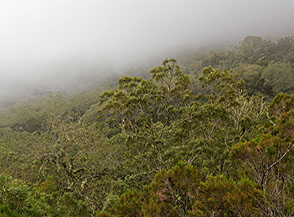 Tra la nebbia la volta boscosa nel Cirque de Mafate.