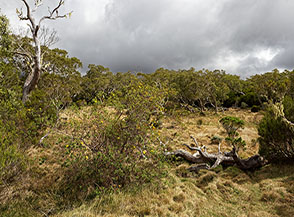 Scorcio su una radura ai margini del vasto Plaine des Tamarins.