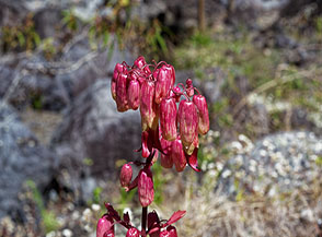 I caratteristici fiori della Kalanchoe pinnata, per cui la pianta &egrave; anche chiamata Campane della cattedrale (Rivi&egrave;re des Galets).