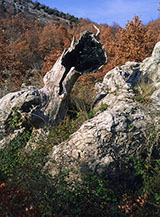 &ldquo;Nonostante tutto&rdquo; (Versante Sud di Monte Calvilli).