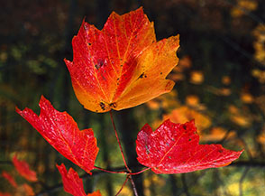 &ldquo;Tris d&rsquo;Autunno&rdquo; (foglie di Acero opalo, Acer opalus Mill., nel Fosso dell&rsquo;Acquario).