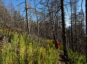Nella pineta bruciata verso il Rifugio del Vellaneto.