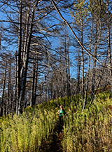 Nella pineta bruciata verso il Rifugio del Vellaneto.