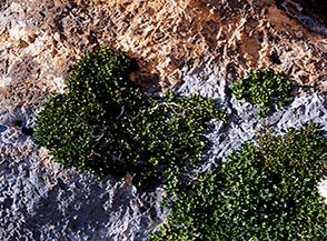 Della serie &ldquo;incredibile ma vero&rdquo;, questa pianta cresce proprio sulla viva roccia, &egrave; infatti un Ranno spaccasassi (Rhamnus pumila).