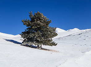 Solitario pino nero alle pendici del Monte Stabiata.