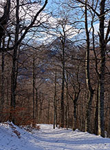 La pista forestale sopra l&rsquo;Ostello San Giorgio.