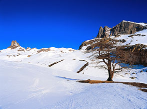 L&rsquo;ultimo larice prima del Pian del Desinare lungo l&rsquo;itinerario classico al Monte Thabor.