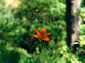 Fiore di Giglio rosso o di San Giovanni (Lilium bulbiferum L.) in Valle Cupa.