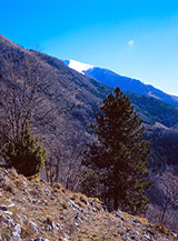 Pino nero sul margine della Cresta del Calvario.