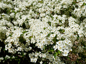 La fioritura del Biancospino (Crataegus monogyna Jacq.) ci acceca con il suo candore (Fosso di Fonte Nocelle).