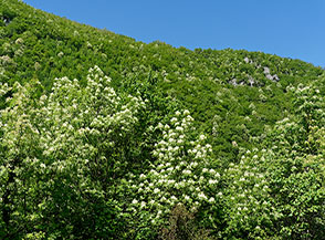 Fioritura di Orniello o Frassino da manna (Fraxinus ornus L.) nel Fosso di Fonte Nocelle.