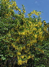 La bellissima fioritura del Maggiociondolo anche chiamato Laburno (Laburnum anagyroides Medik.).