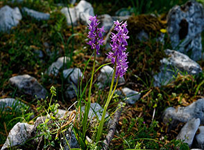 Orchidea maschio, anche conosciuta come Giglio caprino o Concordia (Orchis mascula L.) in fiore.