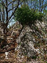 Particolare della piccola trincea di rocce che s&rsquo;incontra subito dopo la cima di Colle Pietropaolo.