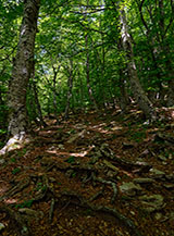 Nella faggeta sul versante occidentale del Monte Pellecchia.