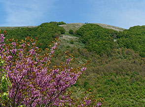 La fioritura di un Siliquastro o Albero di Giuda incornicia la vista sulla cima del Monte Pellecchia.