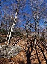 Muro di contenimento nel bosco nei pressi del valico Capo di Porco.