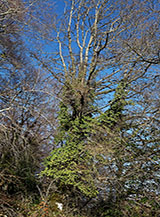 Scorcio nel bosco sui fianchi del Monte Campitello.
