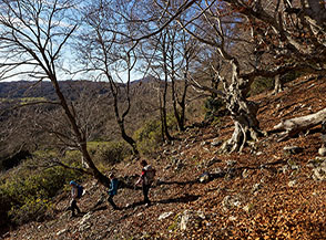 Calando nel bosco di Monte Campitello poco prima di raggiungere il Fontanile Alto di Campitello.