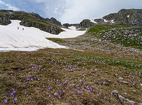 Fioritura di Zafferano maggiore, meglio conosciuto come croco (Crocus vernus), ai piedi dell&rsquo;Anfiteatro Est del Miletto.