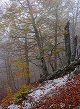 Prima neve lungo il sentiero (Vallone Maltempo).