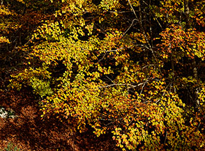 &ldquo;Spot nel bosco 3&ldquo;.