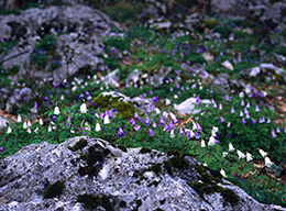 Colle Vallepecoraro e Monte Serrapopolo