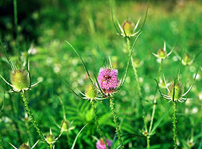 Scardaccione selvatico o cardo dei lanaioli (Dipsacus fullonum, Castelnuovo).