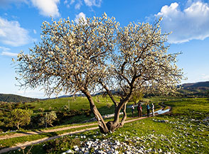 Susino in fiore sui prati di Pietramena.