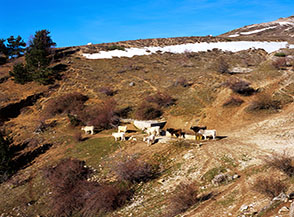 Mucche si abbeverano a Fonte Tavoloni.