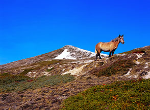 Cavallo brado sotto Monte Cocurello.