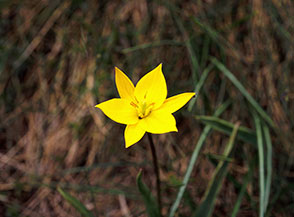 Un radioso fiore di Tulipano dei campi o selvatico (Tulipa sylvestris L.) sul Cupolino al Lago Scaffaiolo.