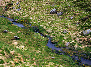 Fioritura di calta palustre lungo il tratto iniziale del Torrente Dardagna.