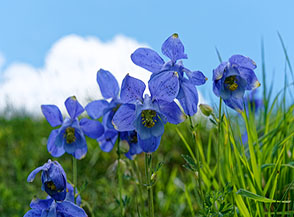 Aquilegia maggiore (Aquilegia alpina L.) lungo il sentiero per Passo della Nevaia.