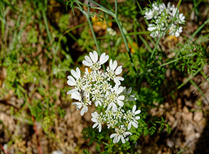 I candidi fiori della Lappola bianca (Orlaya grandiflora) lungo il sentiero che conduce alla Cresta del Corno.