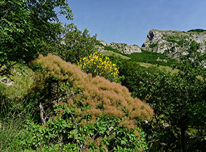 Un cespuglio di Albero della nebbia o Scotano (Cotinus coggygria) si prepara alla fioritura, sullo sfondo la Cresta del Corno.
