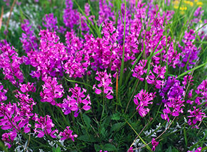 Fiori di Poligala maggiore (Campo Imperatore).