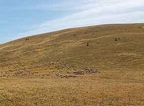Gregge di pecore alla Sella Archette.