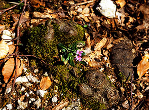 La piccola bellezza che si cela sotto i nostri piedi: un&rsquo;Arabetta primaverile (Arabis verna) in fiore sotto Colle Fontana Via.
